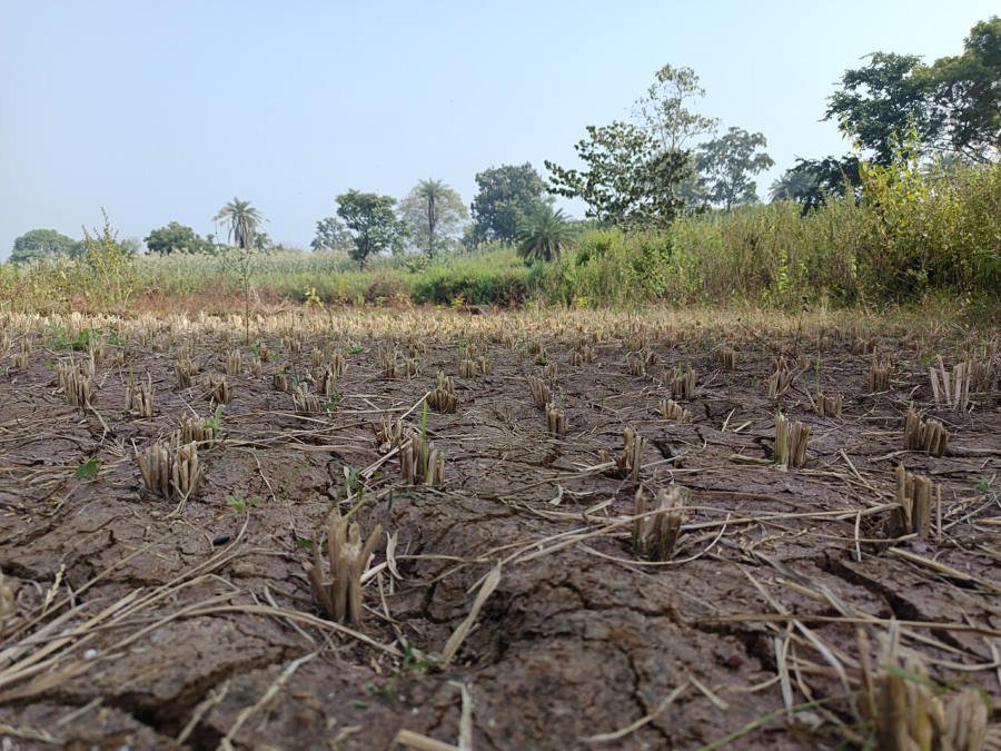 Farmland after harvest, Jamtara